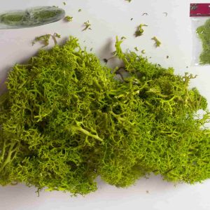 Musgo verde 25gr